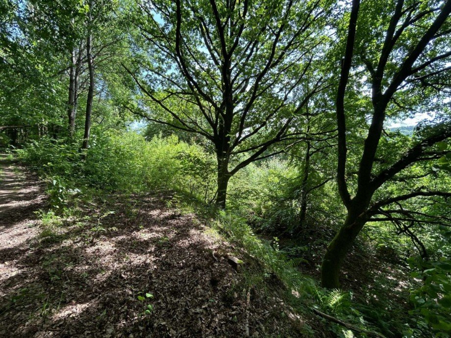 7 Weg oberhalb mit Blick auf das Grundst�ck Land- / Forstwirtschaft - Grdst. Wickenrode