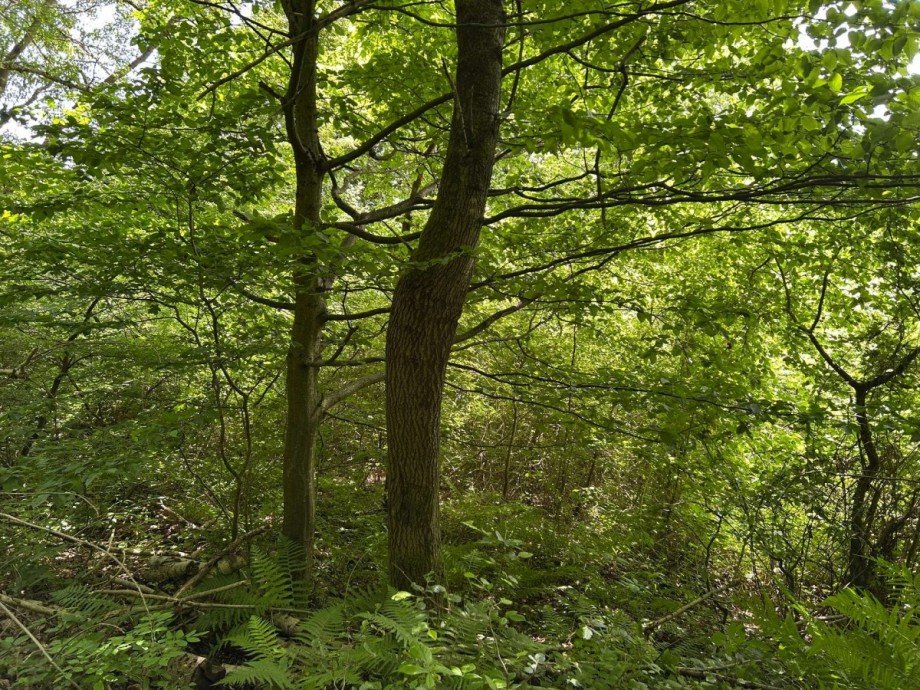3 Land- / Forstwirtschaft - Grdst. Wickenrode