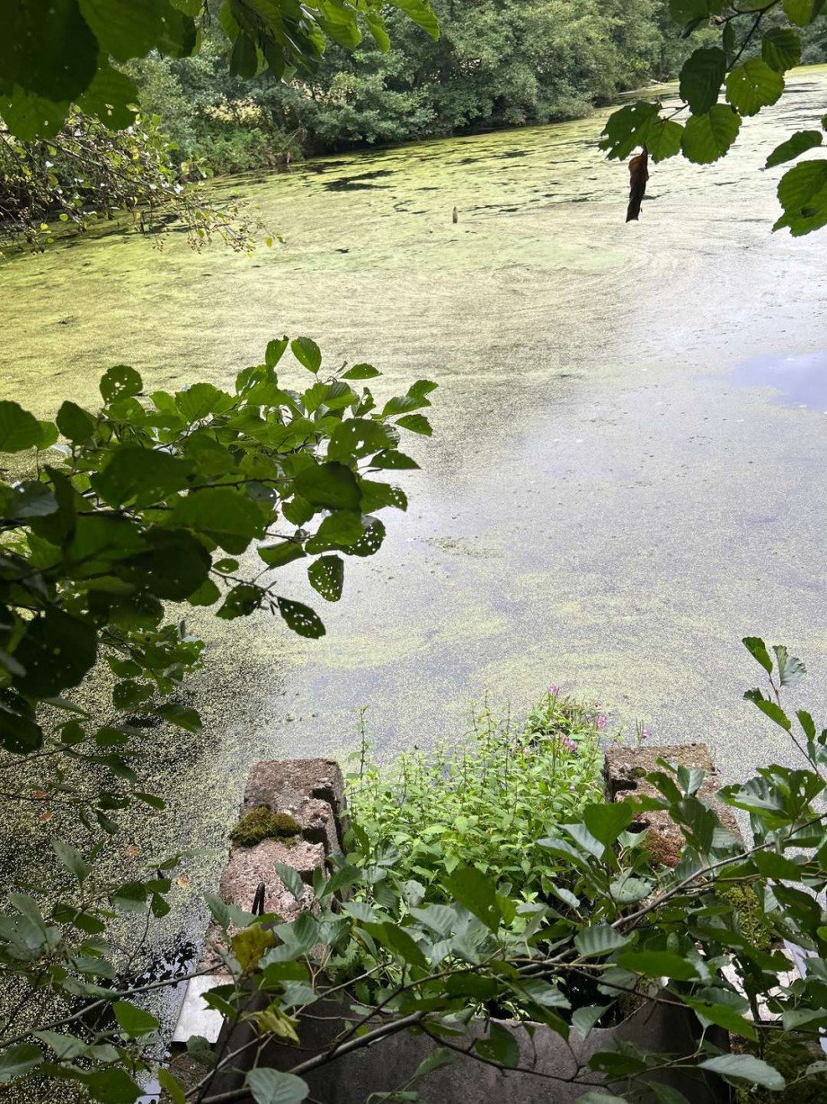 Teich 1 - Bild 4 Freizeitimmobilie Sontra