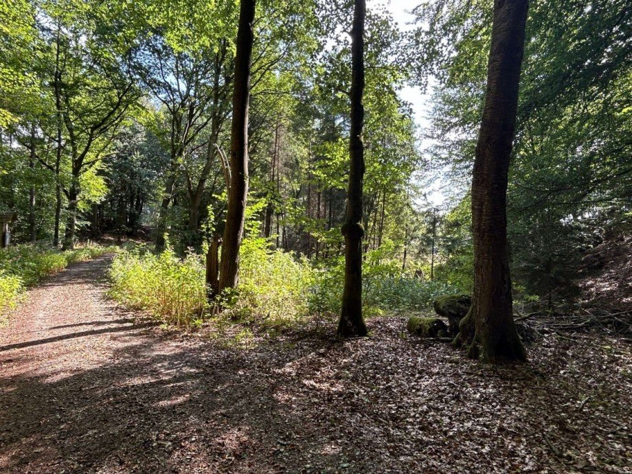 R�ckw�rtiger Blick auf die Fl�che Land- / Forstwirtschaft - Grdst. Neustadt (Hessen)