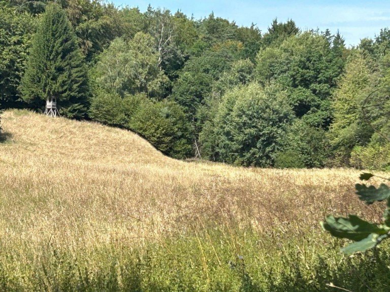 Weitl�ufiger Blick �ber die Wiesenfl�che Neustadt (Hessen) Land- / Forstwirtschaft - Grdst. Ein Paradies f�r Pferdehalter - ca. 2 ha Wiese mit Bachlauf und Baumbestand in Neustadt - Mengsberg