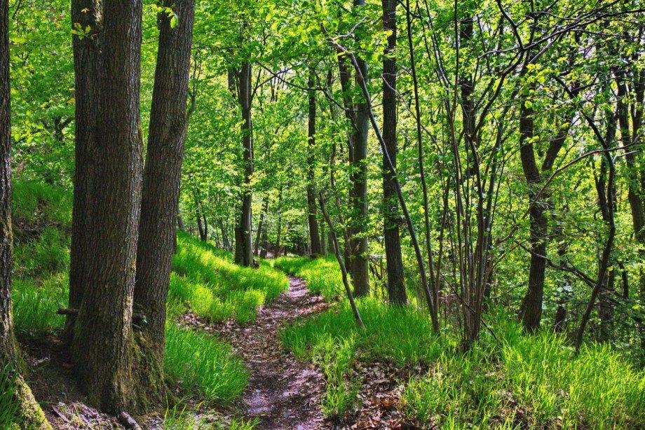 Wald Grundst�ck Waldkappel