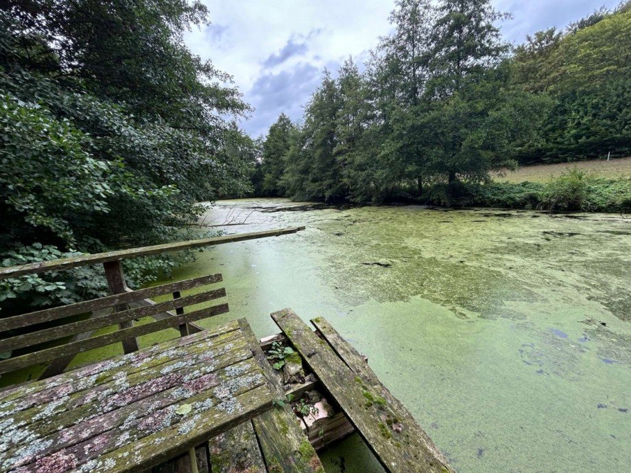 Teich 1 - Bild 3 Freizeitimmobilie Sontra