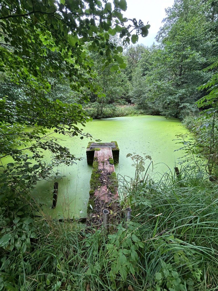 Teich 4 - Bild 2 Freizeitimmobilie Sontra