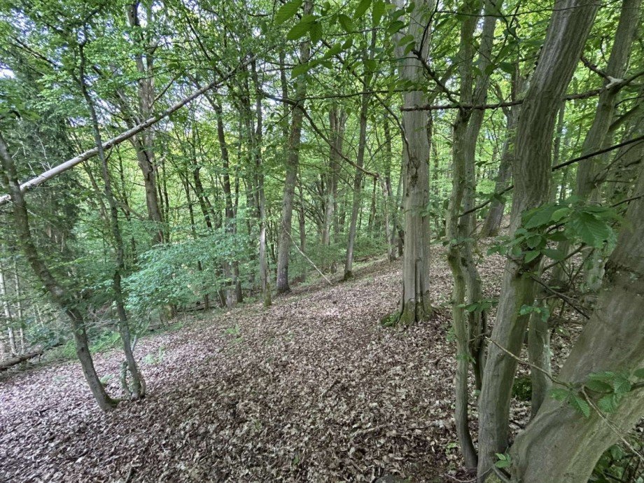 Mischwald 2 Land- / Forstwirtschaft - Grdst. Waldkappel