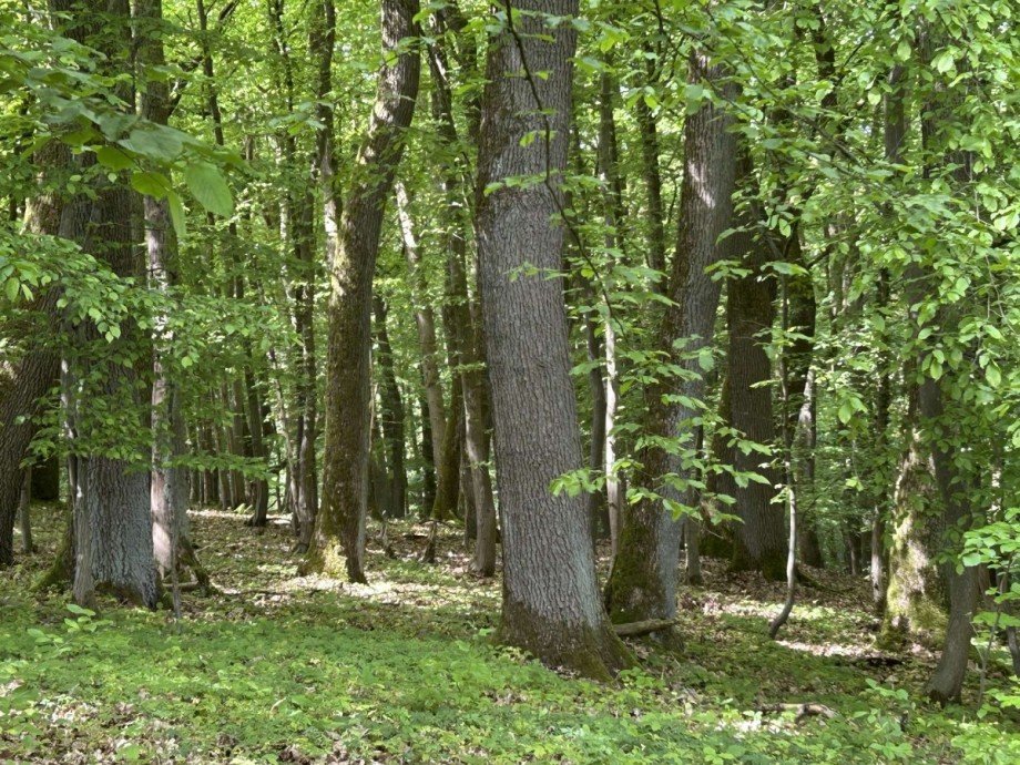 Starker Eichenbestand Land- / Forstwirtschaft - Grdst. Waldkappel