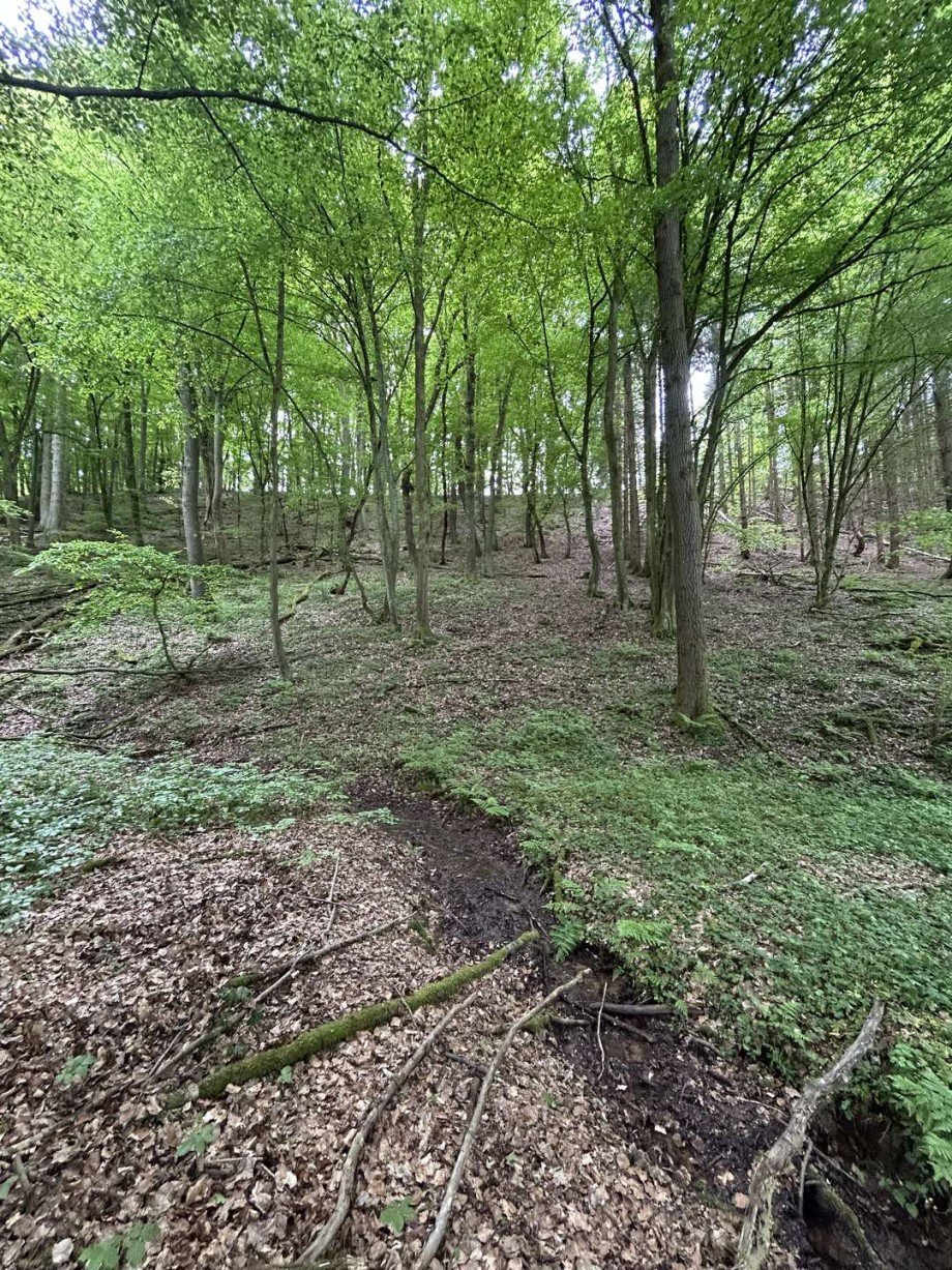 Blick in den Eichen und Buchenwald von unten Land- / Forstwirtschaft - Grdst. Waldkappel