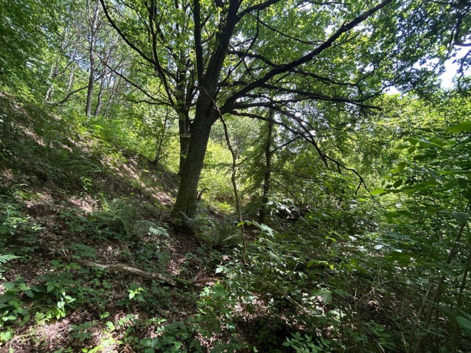 2 Land- / Forstwirtschaft - Grdst. Wickenrode