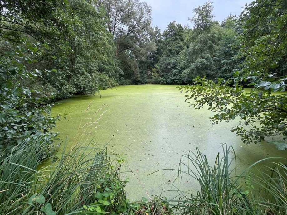Teich 3 - Bild 3 Freizeitimmobilie Sontra