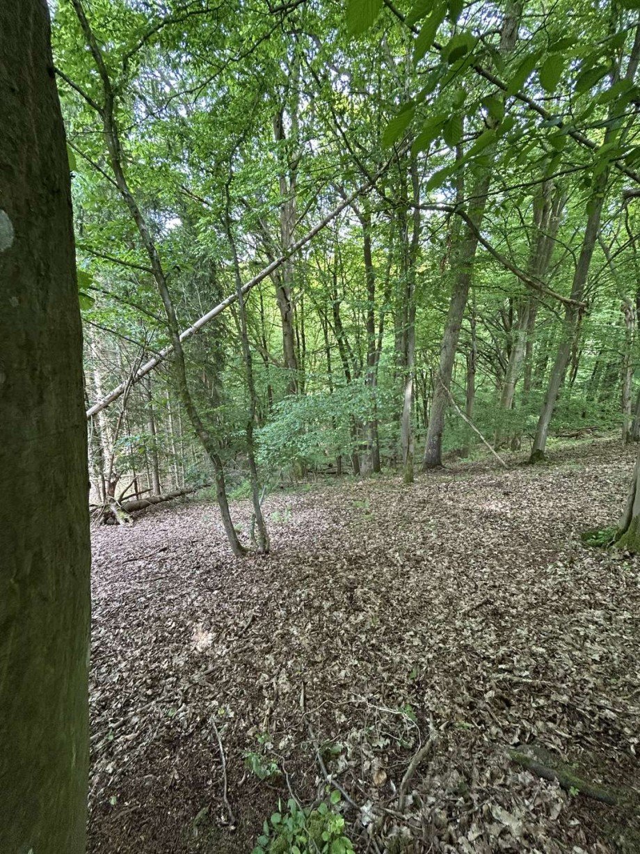 Mischwald Land- / Forstwirtschaft - Grdst. Waldkappel