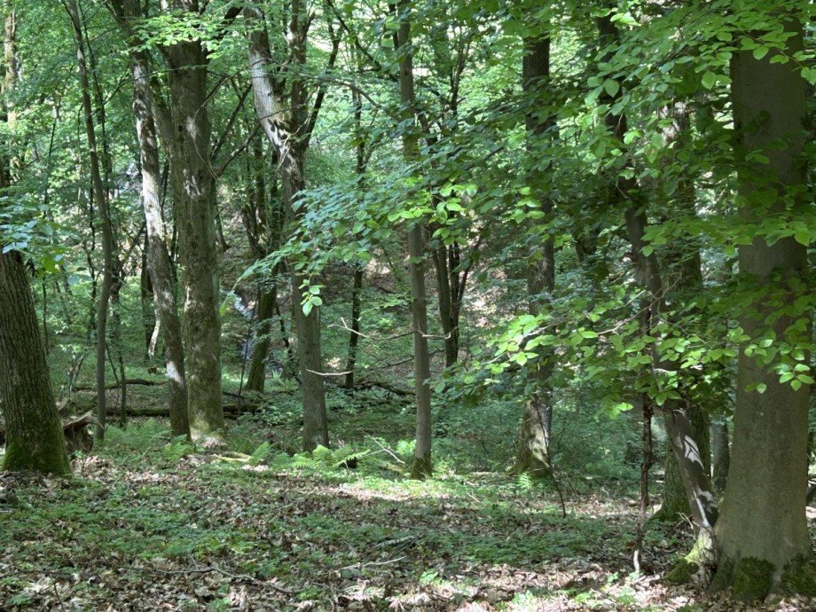 Starker Bestand Eiche und Buche Land- / Forstwirtschaft - Grdst. Waldkappel