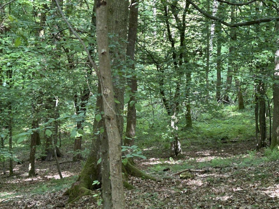 Mischwald 3 Land- / Forstwirtschaft - Grdst. Waldkappel
