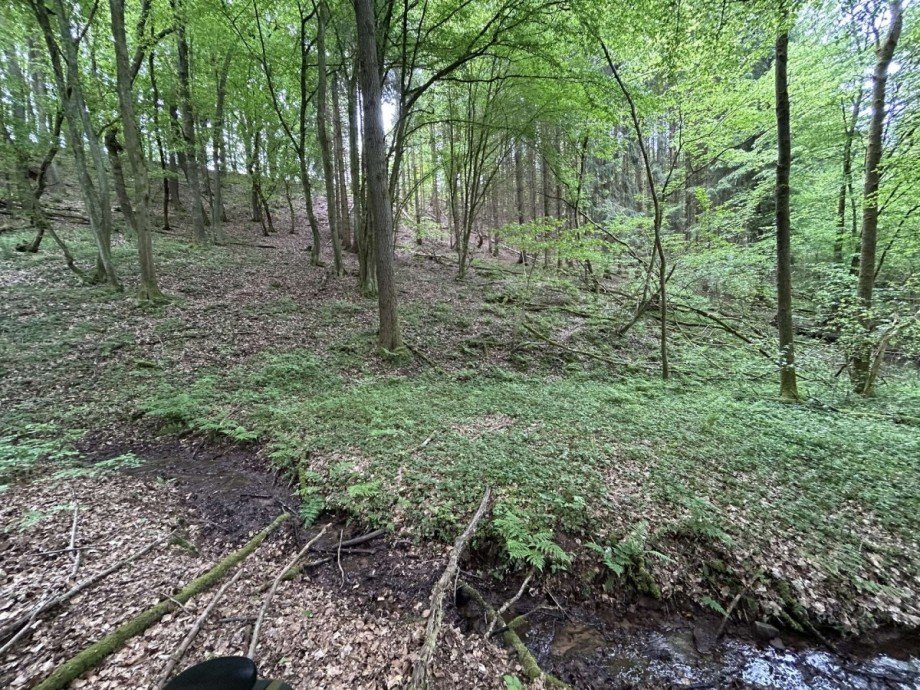 Bachlauf - Blick in den Bestand Land- / Forstwirtschaft - Grdst. Waldkappel
