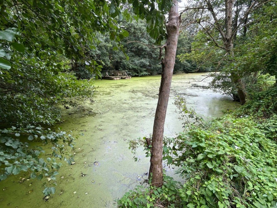 Teich 1 - Bild 2 Freizeitimmobilie Sontra
