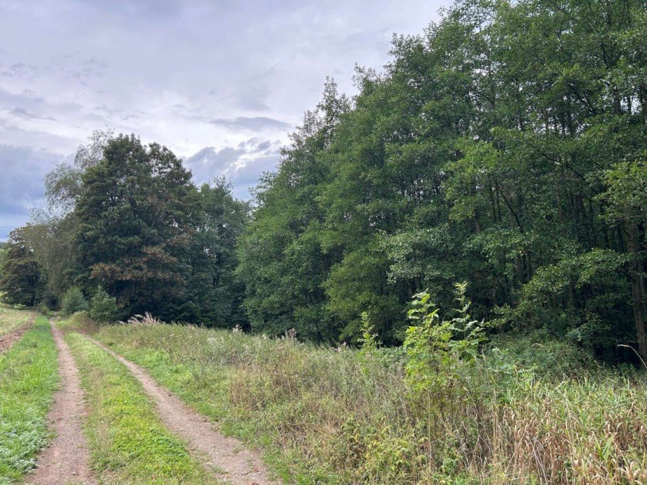 Wiese mit Wald Feldweg 1 Freizeitimmobilie Sontra