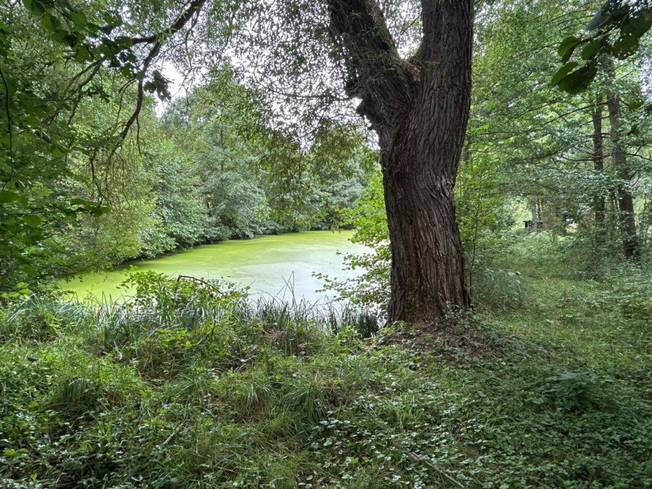 Teich 3 - Bild 2 Freizeitimmobilie Sontra
