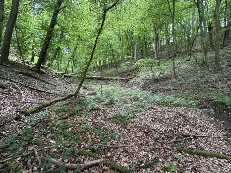 Bachlauf - ehemalige Wiese Land- / Forstwirtschaft - Grdst. Waldkappel