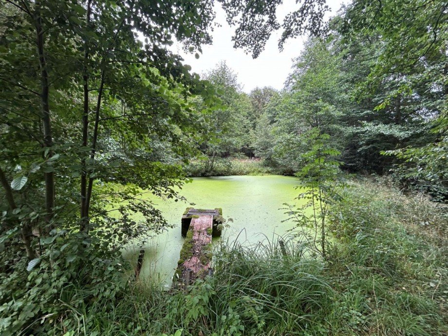 Teich 4 - Bild 3 Freizeitimmobilie Sontra