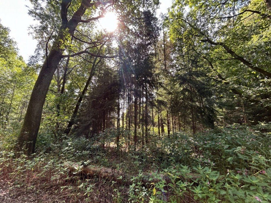 kleiner Auenwaldbereich auf dem Grundst�ck Land- / Forstwirtschaft - Grdst. Neustadt (Hessen)