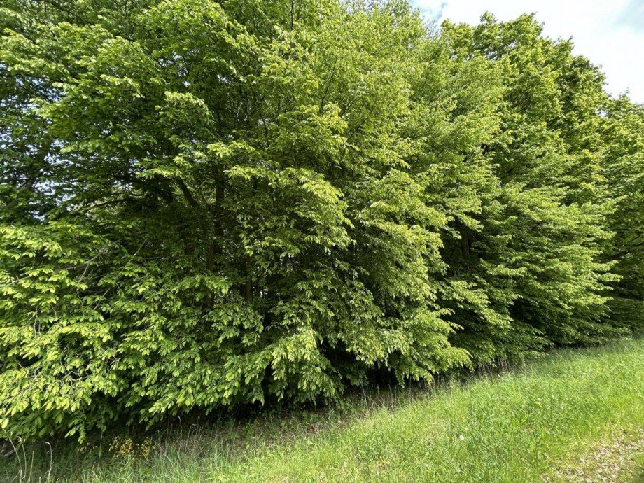 2 Blick auf den Mischwald vom Weg aus gesehen Mitte Land- / Forstwirtschaft - Grdst. Waldkappel