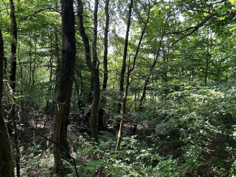 1 Wickenrode Land- / Forstwirtschaft - Grdst. Waldgrundst�ck (ehemals eine Wiese und als Freizeitgrundst�ck geeignet) in Helsa-Wickenrode