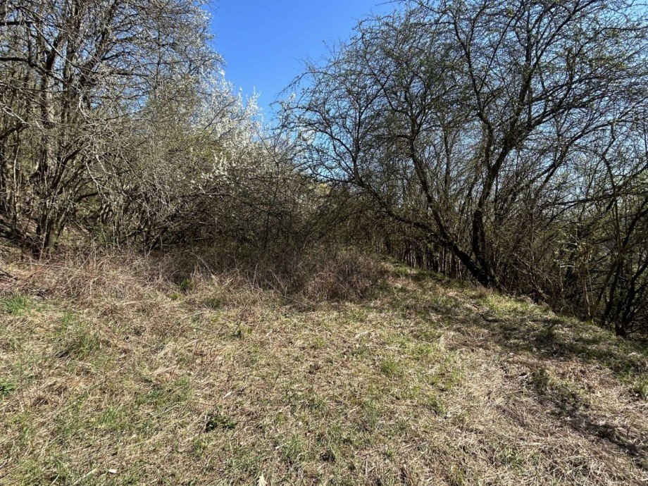 Wiese Bild 5 - hinterer Teil Land- / Forstwirtschaft - Grdst. Eltmannshausen