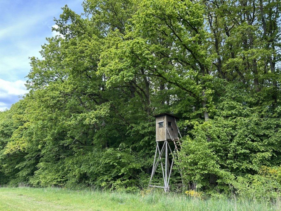 3 Blick auf den Mischwald vom Weg aus gesehen Oben Land- / Forstwirtschaft - Grdst. Waldkappel