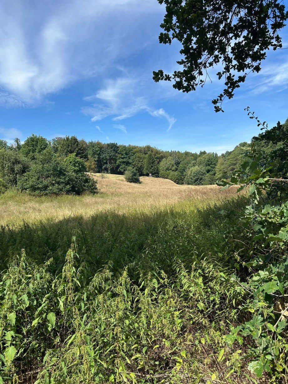Blick auf die gro�e Wiese Land- / Forstwirtschaft - Grdst. Neustadt (Hessen)