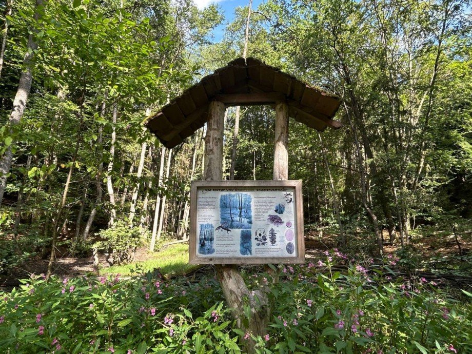 Informationstafel Erlenbruchwald Land- / Forstwirtschaft - Grdst. Neustadt (Hessen)