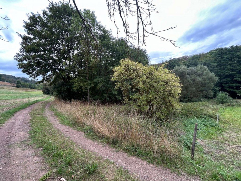 Wiese mit Wald Feldweg 2 Freizeitimmobilie Sontra